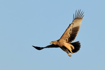 Imperial Eagle - עיט שמש - Aquila heliaca