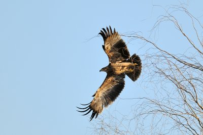 Imperial Eagle - עיט שמש - Aquila heliaca