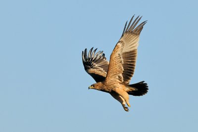 Imperial Eagle - עיט שמש - Aquila heliaca