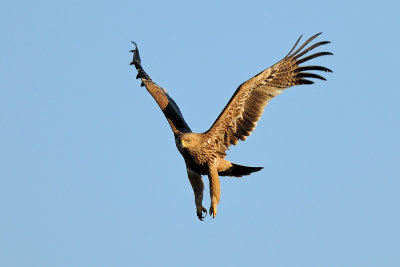 Imperial Eagle