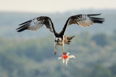 Osprey - שלך - Pandion haliaetus