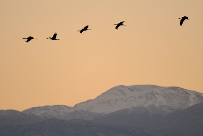 Cranes - עגורים מעל החרמון