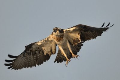Osprey - שלך - Pandion haliaetus