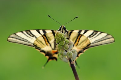 Scarce Swallowtail - ז.ס. ורדניים - Iphiclides podalirius