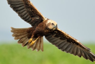 Marsh Harrier - זרון סוף - Circus aeruginosus