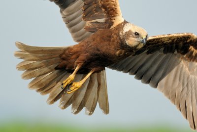 Marsh Harrier - זרון סוף - Circus aeruginosus