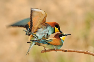 <h5>European Bee-eater - שרקרק מצוי - <i>Merops apiaster<i></h5>