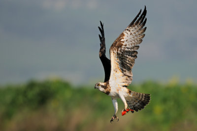 Osprey - שלך - Pandion haliaetus