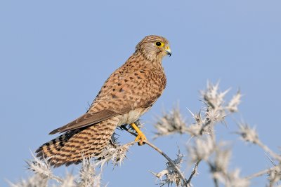Common Kestrel - בז מצוי - Falco tinnunculus