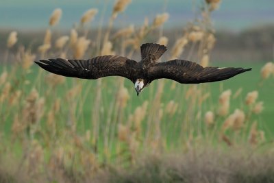  Osprey - שלך -  Pandion haliaetus  