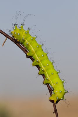 <h5>Giant Peacock Moth - שבתאי השקד - <i>Saturnia pyri<i></h5>