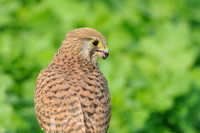 Common Kestrel - בז מצוי - Falco tinnunculus