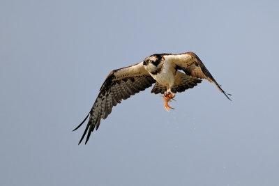 Osprey - שלך - Pandion haliaetus