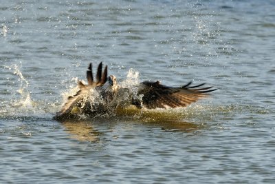 Osprey - שלך - Pandion haliaetus