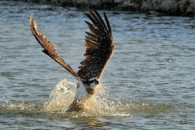 Osprey - שלך - Pandion haliaetus