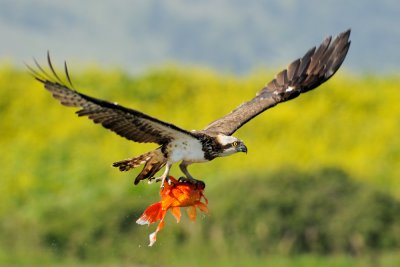 Osprey - שלך - Pandion haliaetus