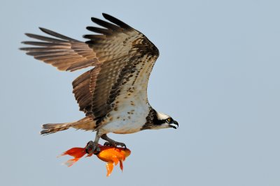 Osprey - שלך - Pandion haliaetus