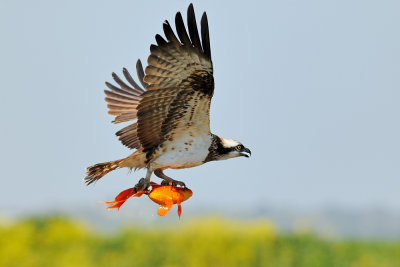  Osprey - שלך -  Pandion haliaetus  