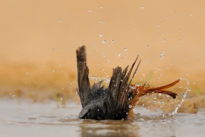 Black Redstart - חכלילית סלעים 