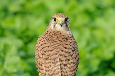 Common Kestrel - בז מצוי - Falco tinnunculus