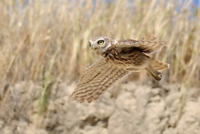 Little Owl - כוס החורבות - Athene noctua