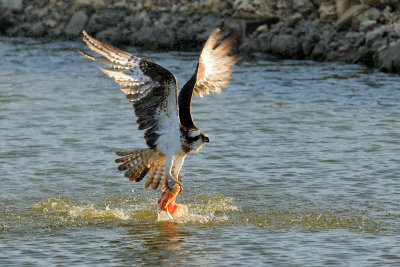  Osprey - שלך -  Pandion haliaetus  