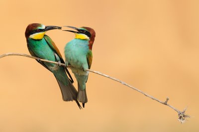 European Bee-eater - שרקרק מצוי - Merops apiaster