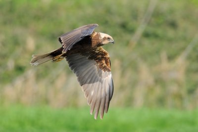  Marsh Harrier - זרון סוף -  Circus aeruginosus