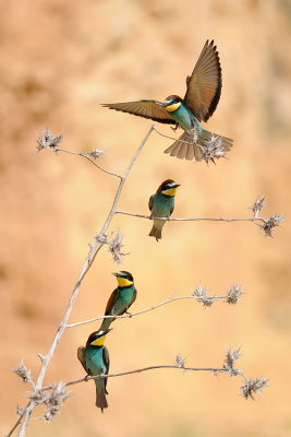 European Bee-eater - שרקרק מצוי - Merops apiaster