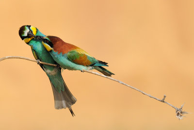 European Bee-eater - שרקרק מצוי - Merops apiaster