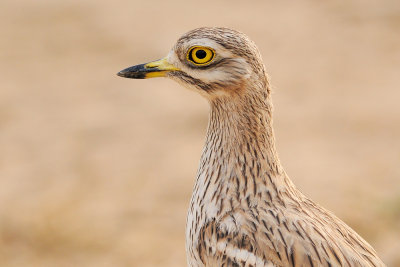 Stone Curlew - כרוון מצוי - Burhinus oedicnemus