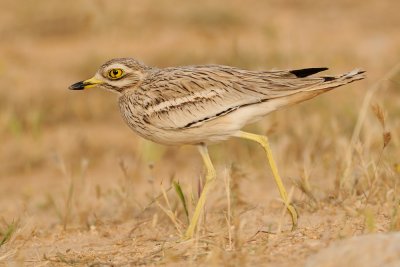 Stone Curlew - כרוון מצוי - Burhinus oedicnemus