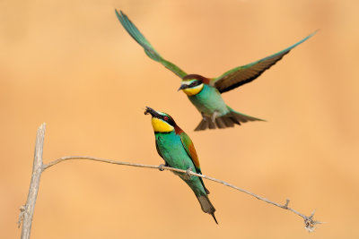 European Bee-eater - שרקרק מצוי - Merops apiaster