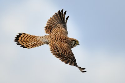 Common Kestrel - בז מצוי - Falco tinnunculus