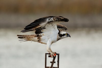  Osprey - שלך -  Pandion haliaetus  