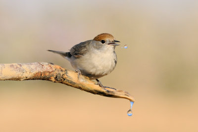 Blackcap - סבכי שחור-כיפה