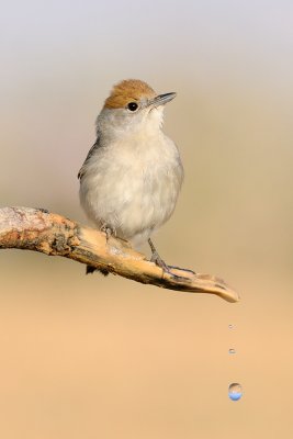 Blackcap - סבכי שחור-כיפה