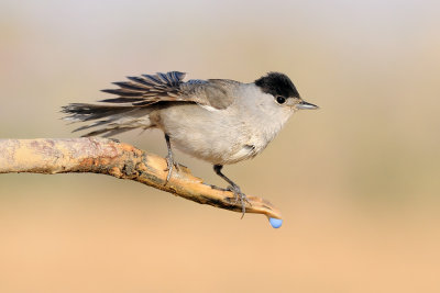 Blackcap - סבכי שחור-כיפה
