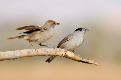 Blackcap - סבכי שחור-כיפה