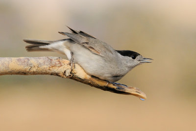 Blackcap - סבכי שחור-כיפה