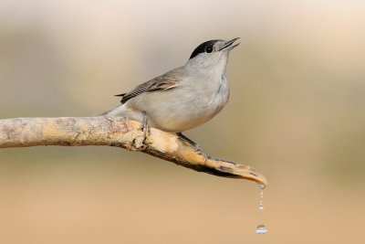 Blackcap - סבכי שחור-כיפה