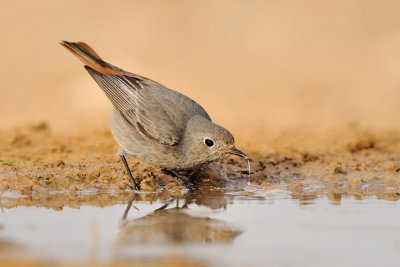 Black Redstart - חכלילית סלעים 