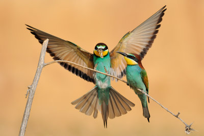 European Bee-eater - שרקרק מצוי - Merops apiaster