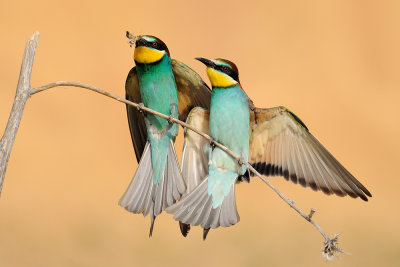 European Bee-eater - שרקרק מצוי - Merops apiaster