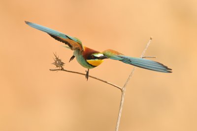 European Bee-eater - שרקרק מצוי - Merops apiaster