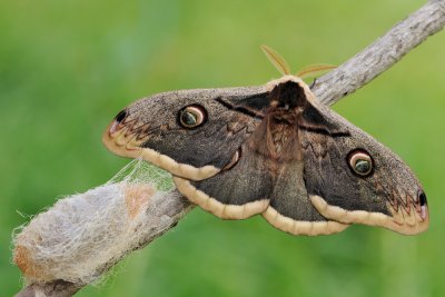 Giant Peacock Moth - שבתאי השקד - Saturnia pyri