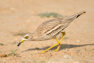 Stone Curlew - כרוון מצוי - Burhinus oedicnemus