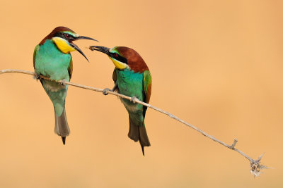 European Bee-eater - שרקרק מצוי - Merops apiaster