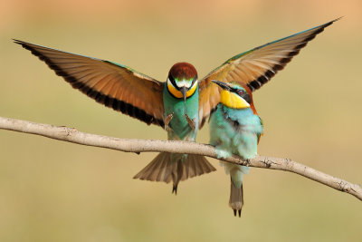 European Bee-eater - שרקרק מצוי - Merops apiaster