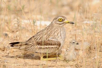 Stone Curlew - כרוון מצוי - Burhinus oedicnemus
